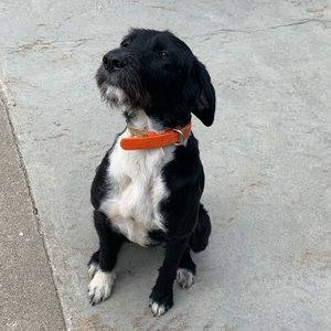 Meet your Posher, Ian